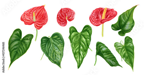 Photography Realistic tropical botanical foliage plants