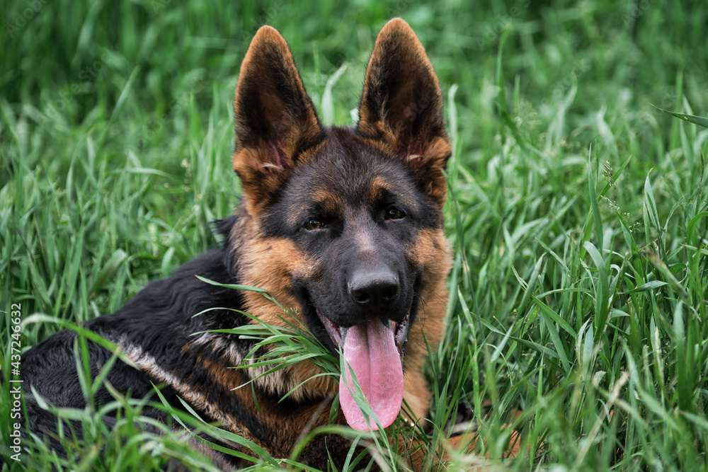 Portrait of charming black and red German Shepherd puppy lying in green grass and smiling with its tongue sticking out. Cute young purebred teen dog. Puppy for desktop screensaver or for puzzle.