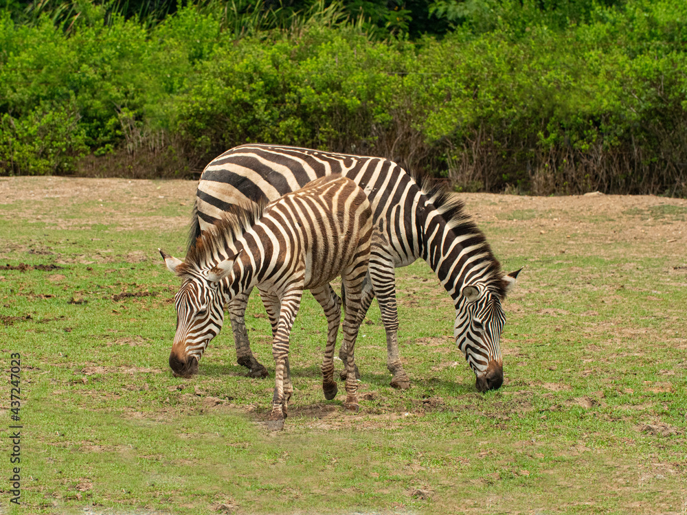 Two zebra animal in the natural wild. Two zebra animal in the natural wild.