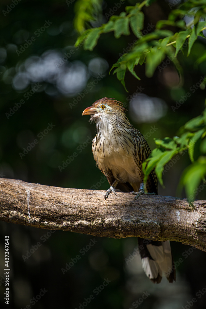 guira guira portrait in nature guira guira portrait in nature