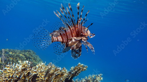 Lion Fish in the Red Sea.