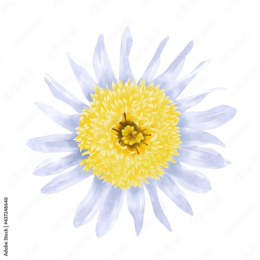 淡い色の丁子咲きのキク科の花単体 線画なし 淡い色の丁子咲きのキク科の花単体 線画なし