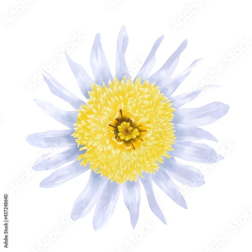 淡い色の丁子咲きのキク科の花単体　線画なし © たまき岬