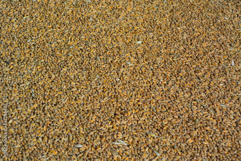 harvested wheat grain close up harvested wheat grain close up