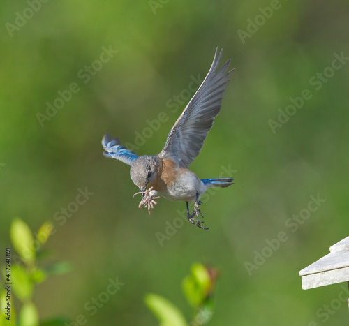 Female eastern bluebird - sialia sialis - flying with Carolina wolf spider - Hogna carolinensis in its beak, wings extended - predator prey