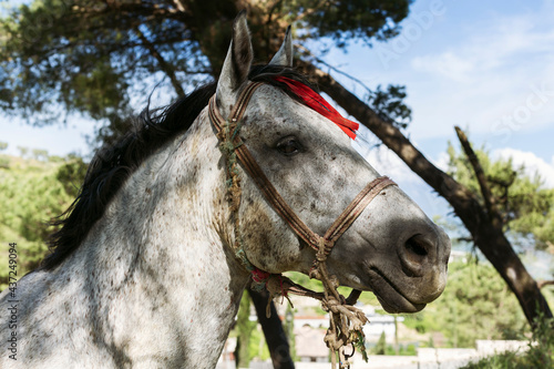 Horse in Albania, Albanian mountains, Kruja castle