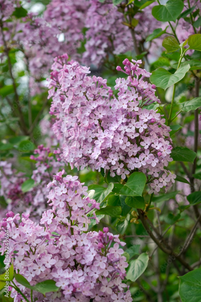 Lilac flowers on a green background Lilac flowers on a green background