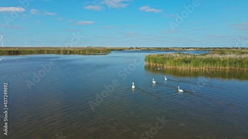 aerial cinematic footage of drone flying and filming over crowd of beautiful wild white swans in lake waters, lot of beautiful birds photo