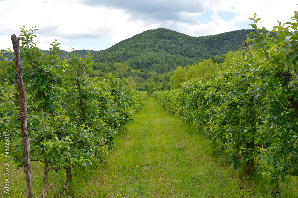 An orchard of red apples in late May near the village of Merso di Sopra in Udine Province, Friuli-Venezia Giulia, north east Italy
