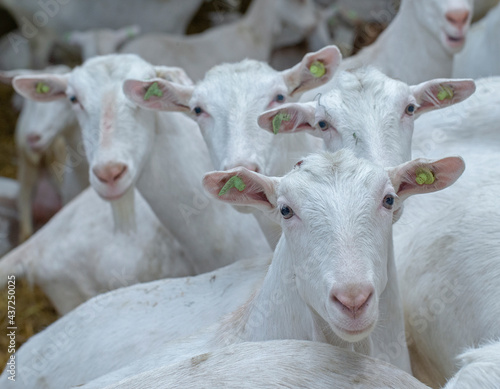 Fototapeta Naklejka Na Ścianę i Meble -  Goats at goat farm Netherlands. Agriculture.