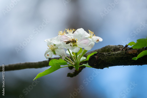 Bee collects pollen from the blossom.