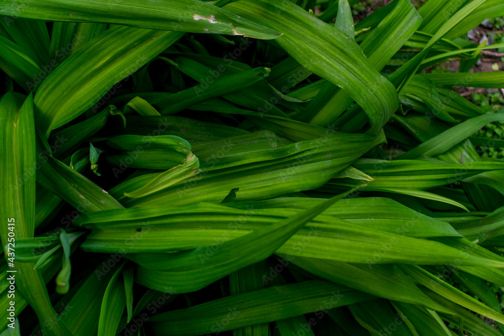 Fototapeta premium Background with green long leaves