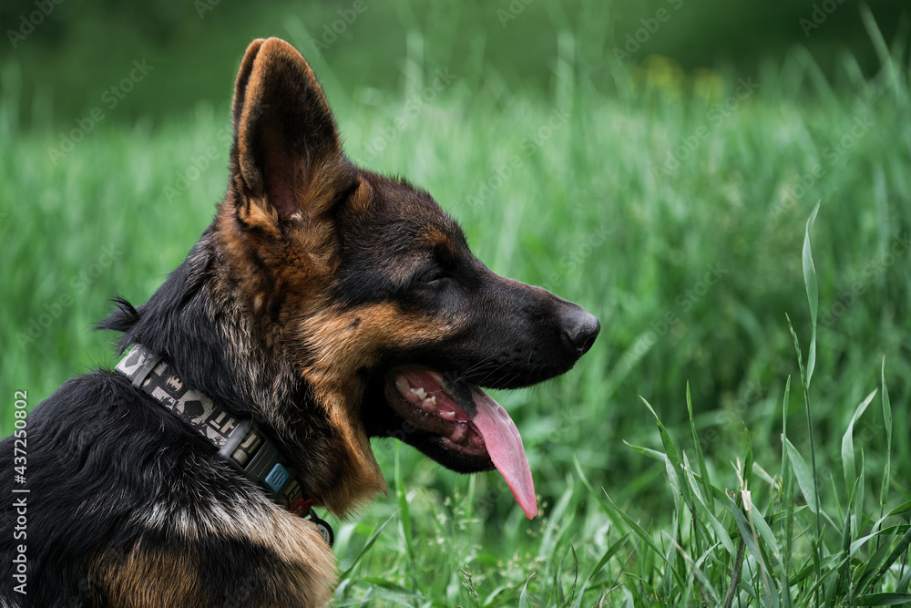 Young thoroughbred dog. Puppy for desktop screensaver or for puzzle. Charming black and red German Shepherd puppy sits in green grass and looks carefully to side with its tongue sticking out. Young thoroughbred dog. Puppy for desktop screensaver or for puzzle. Charming black and red German Shepherd puppy sits in green grass and looks carefully to side with its tongue sticking out.