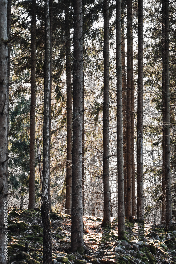 Landscape photo of trees in the forest or woods Landscape photo of trees in the forest or woods