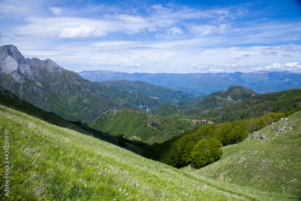 daffodils flowering in Monte Croce, Apuan Alps daffodils flowering in Monte Croce, Apuan Alps