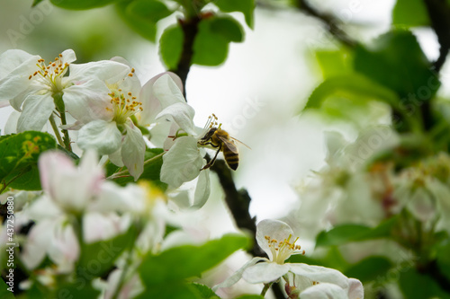 Bee collects pollen from the blossom.