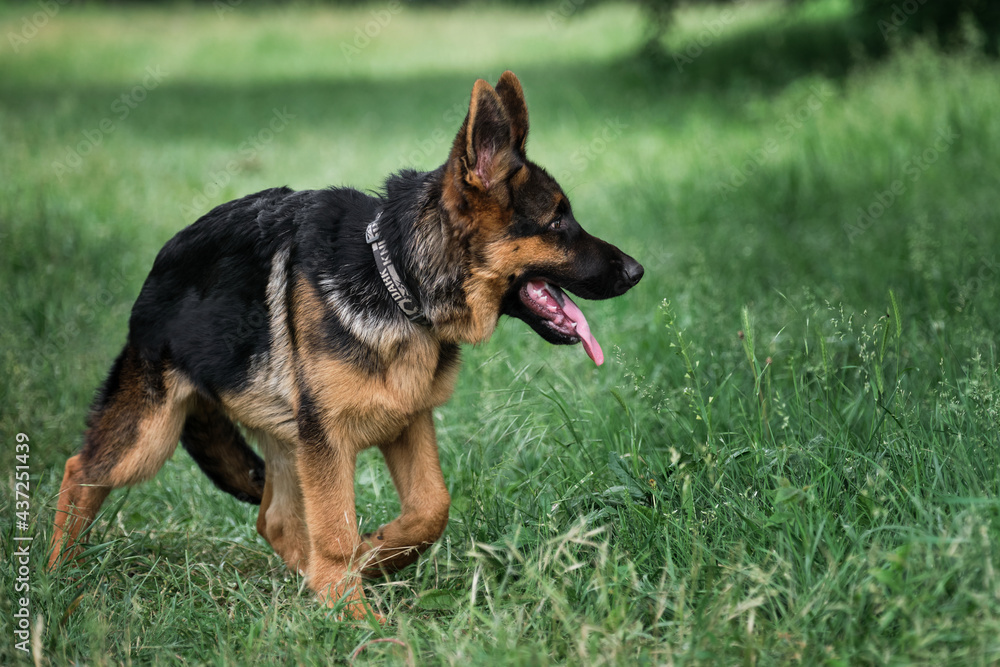 Charming black and red German Shepherd puppy walks on green grass and carefully looks away with pricked ears. Young purebred dog on walk in park on hot summer day. Walk with dog and breathe fresh air. Charming black and red German Shepherd puppy walks on green grass and carefully looks away with pricked ears. Young purebred dog on walk in park on hot summer day. Walk with dog and breathe fresh air.