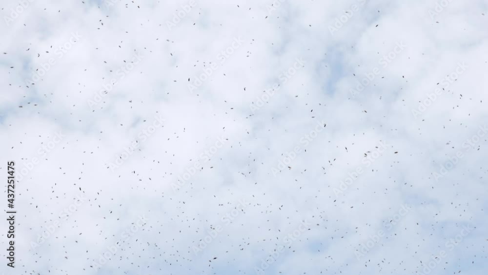 Thousands of bees fly in the sky forming a swarm of bees. The output of a bee swarm. Thousands of bees fly in the sky forming a swarm of bees. The output of a bee swarm.