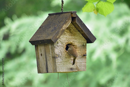 House Wren Troglodytes aedon entering bird house