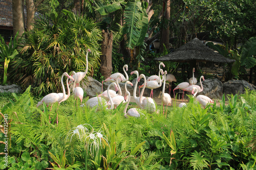 Flamingos are standing in the lake in Thailand's zoo