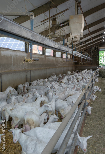 Goats at goat farm Netherlands. Agriculture. Feeding system.