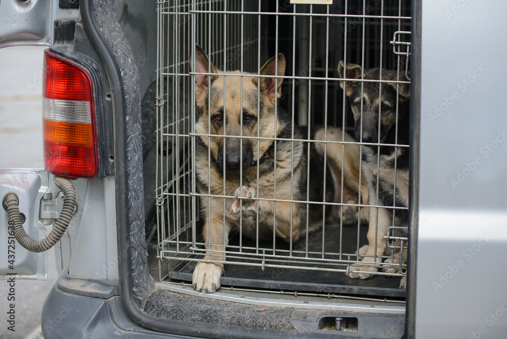 Car dog crate for german shepherd cheap