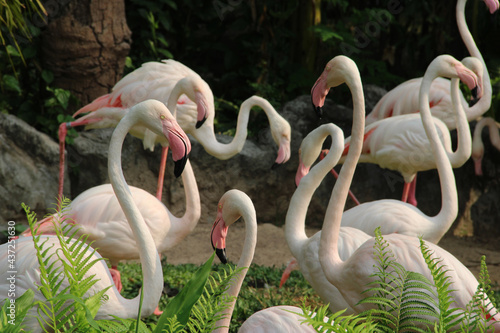 Flamingos are standing in the lake in Thailand's zoo