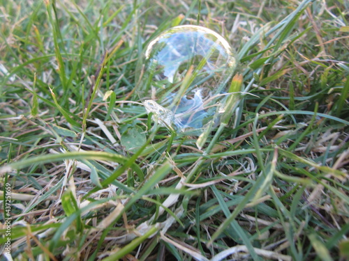 grass in the garden