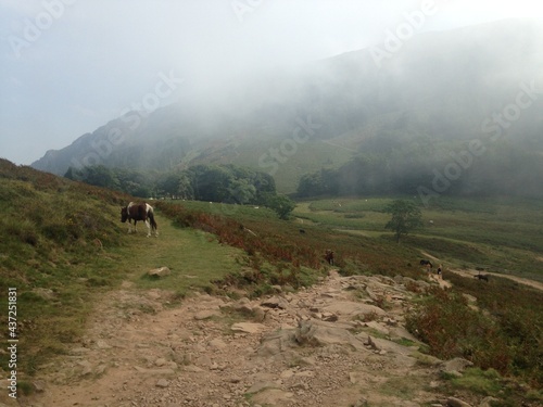 horse in the fog