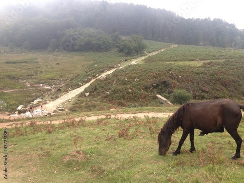 horse in the field