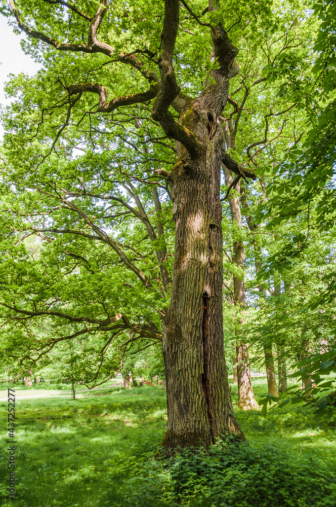 Obraz premium Hannover Tiergarten