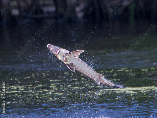 Wild Adult Gulf sturgeon - Acipenser oxyrinchus desotoi - jumping out of water on the Suwannee river Fanning Springs Florida.  photo 3 of 4 in a series photo