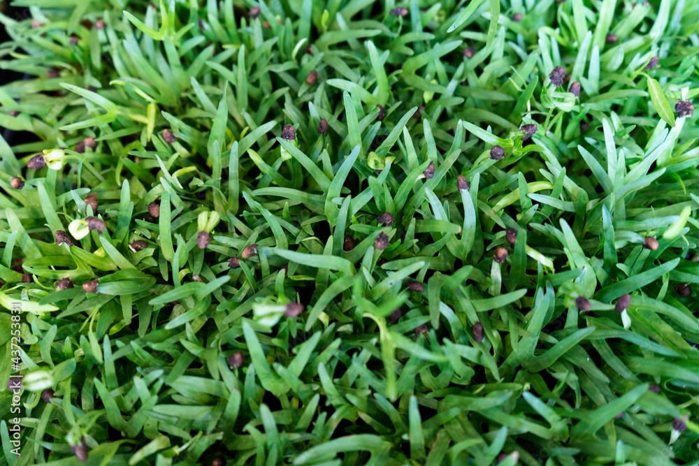 Close up of green morning glory full frame Close up of green morning glory full frame