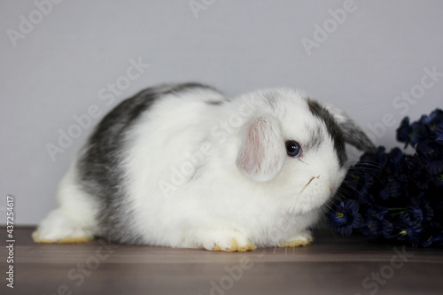 Baby Holland Lop Bunnies BEW Magpie Blue Eyes