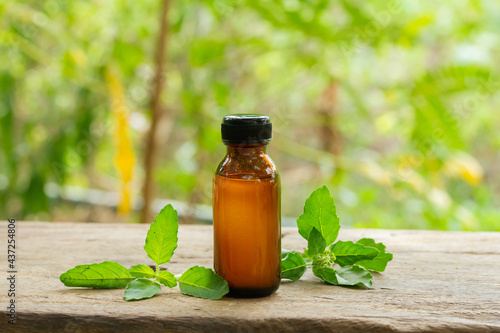 Holy Basil or Tulsi Essential Oil in bottle with Branch of Holy Basil on wooden with blur background on sunny day.