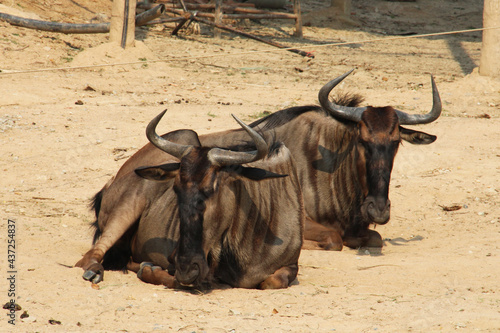 Wildebeests lying on the dry ground