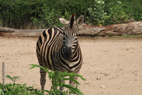 Zebra is eating grass