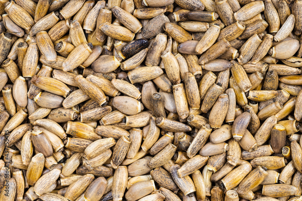 background - many whole milk thistle seeds background - many whole milk thistle seeds