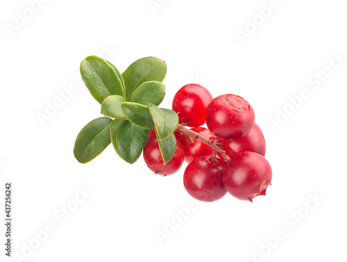 Obraz na plátně Branch of cowberry with some berries