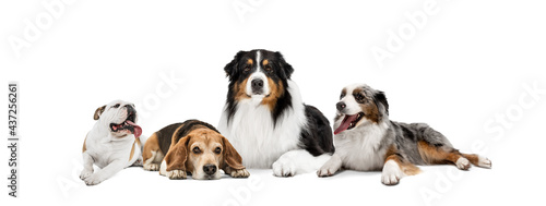 Art collage made of funny dogs different breeds posing isolated over white studio background. © master1305