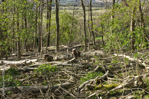 Ash trees felled due to disease.