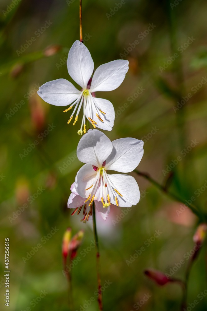 Obraz premium Gaura lindheimeri clockweed beeblossom Whirling Butterflies white flowers petals in bloom, long flowering indian feather plants
