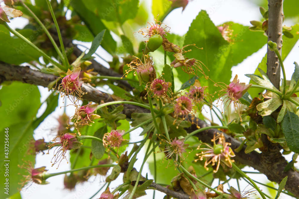 cherries in the garden bloom and bear fruit in summer cherries in the garden bloom and bear fruit in summer