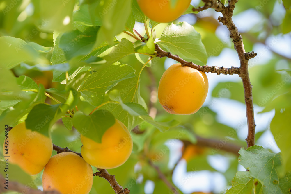 Beginning ripe apricot fruits, Armenian plum, on the branch Beginning ripe apricot fruits, Armenian plum, on the branch