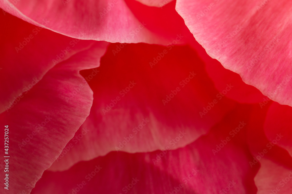 Extreme close up of pink peony flower petals Extreme close up of pink peony flower petals