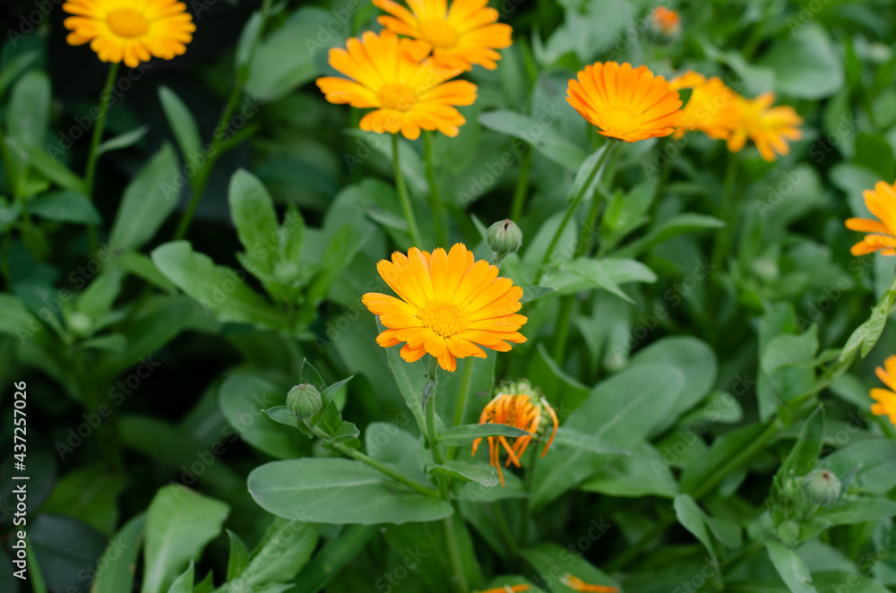 Spring flowers. Asters. Flower bed. A bouquet of beautiful orange flowers. Spring flowers. Asters. Flower bed. A bouquet of beautiful orange flowers.