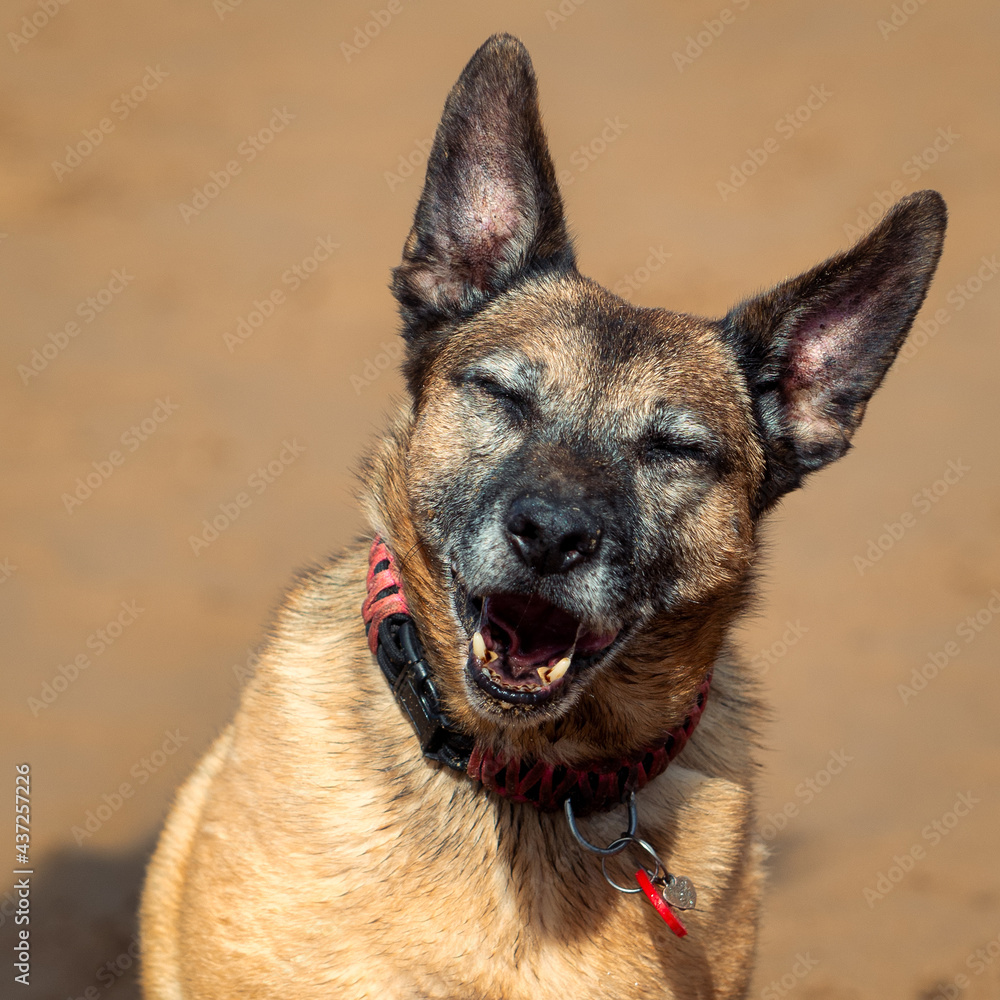 small mixed terrier dog portrait laughing small mixed terrier dog portrait laughing