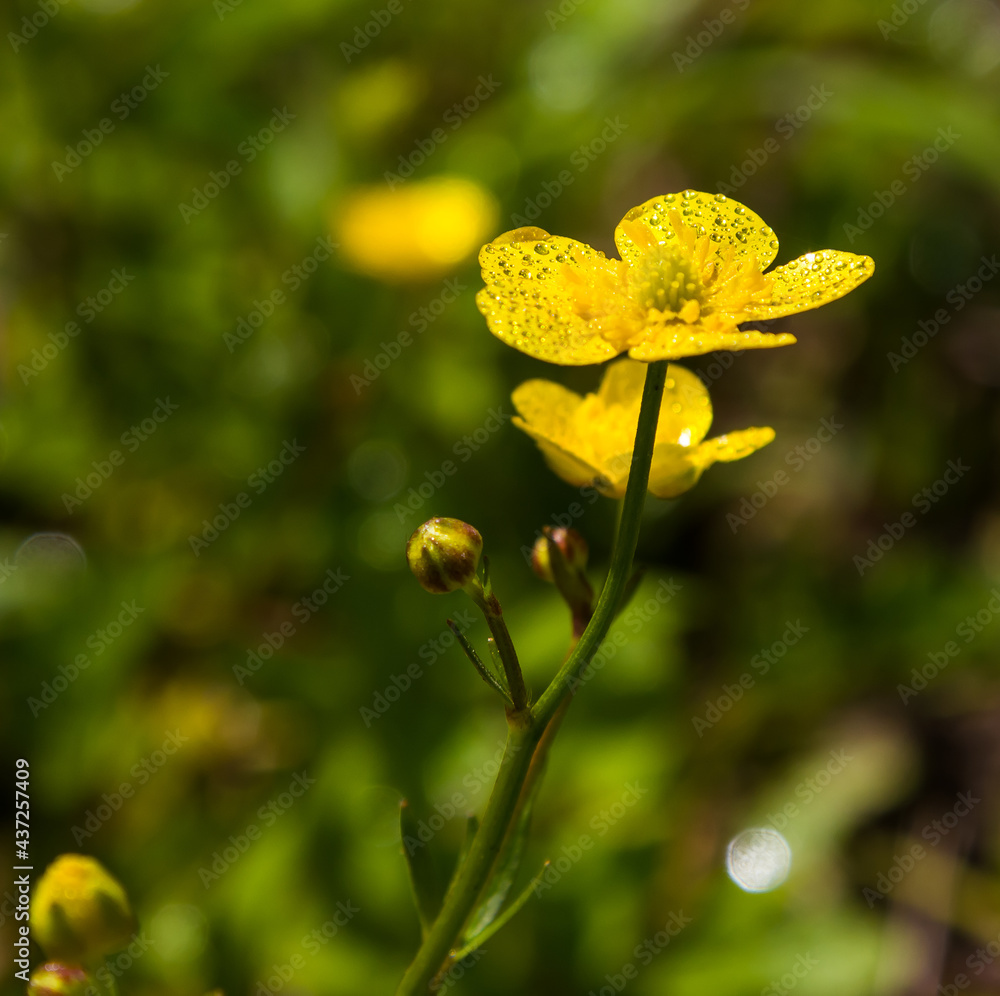 yellow wildflowers in the grass on the meadows in the sunlight yellow wildflowers in the grass on the meadows in the sunlight