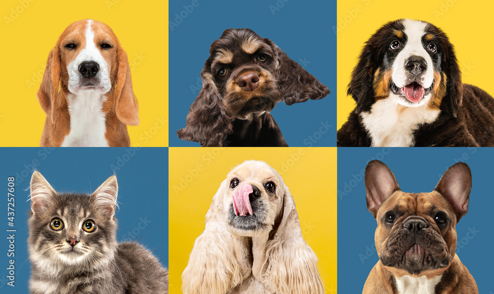 Art collage made of funny dogs different breeds on multicolored studio background. Art collage made of funny dogs different breeds on multicolored studio background.