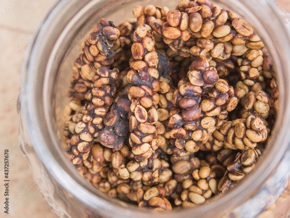 Fototapeta premium Raw luwak coffee beans before roasting.